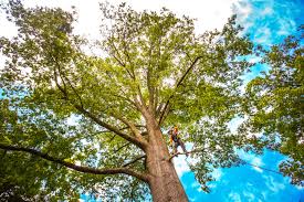 Lawn Maintenance Plans in Opelika, AL