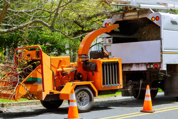 Best Tree Maintenance Programs  in Opelika, AL