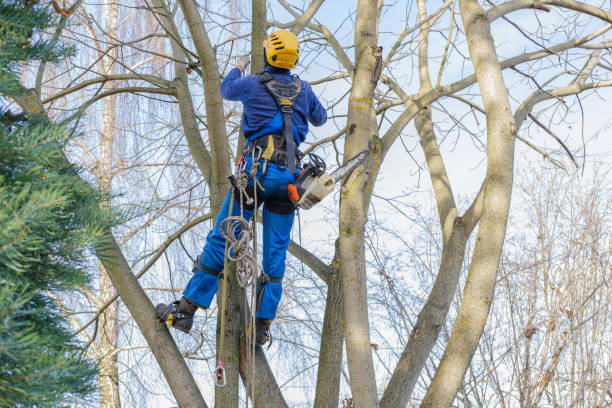 Best Tree Trimming and Pruning  in Opelika, AL