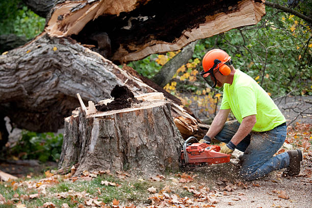 Professional Tree Services in Opelika, AL