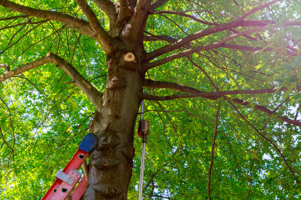 How Our Tree Care Process Works  in  Opelika, AL
